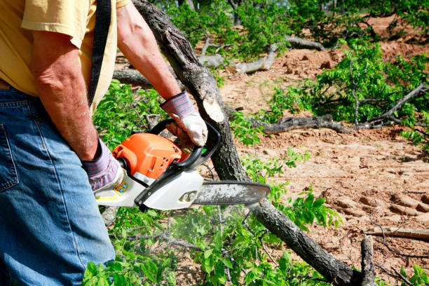 Dead Tree Removal in Lock Haven, PA